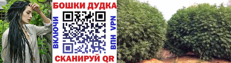 Бошки марихуана Ganja  где можно купить наркотик  Вытегра 